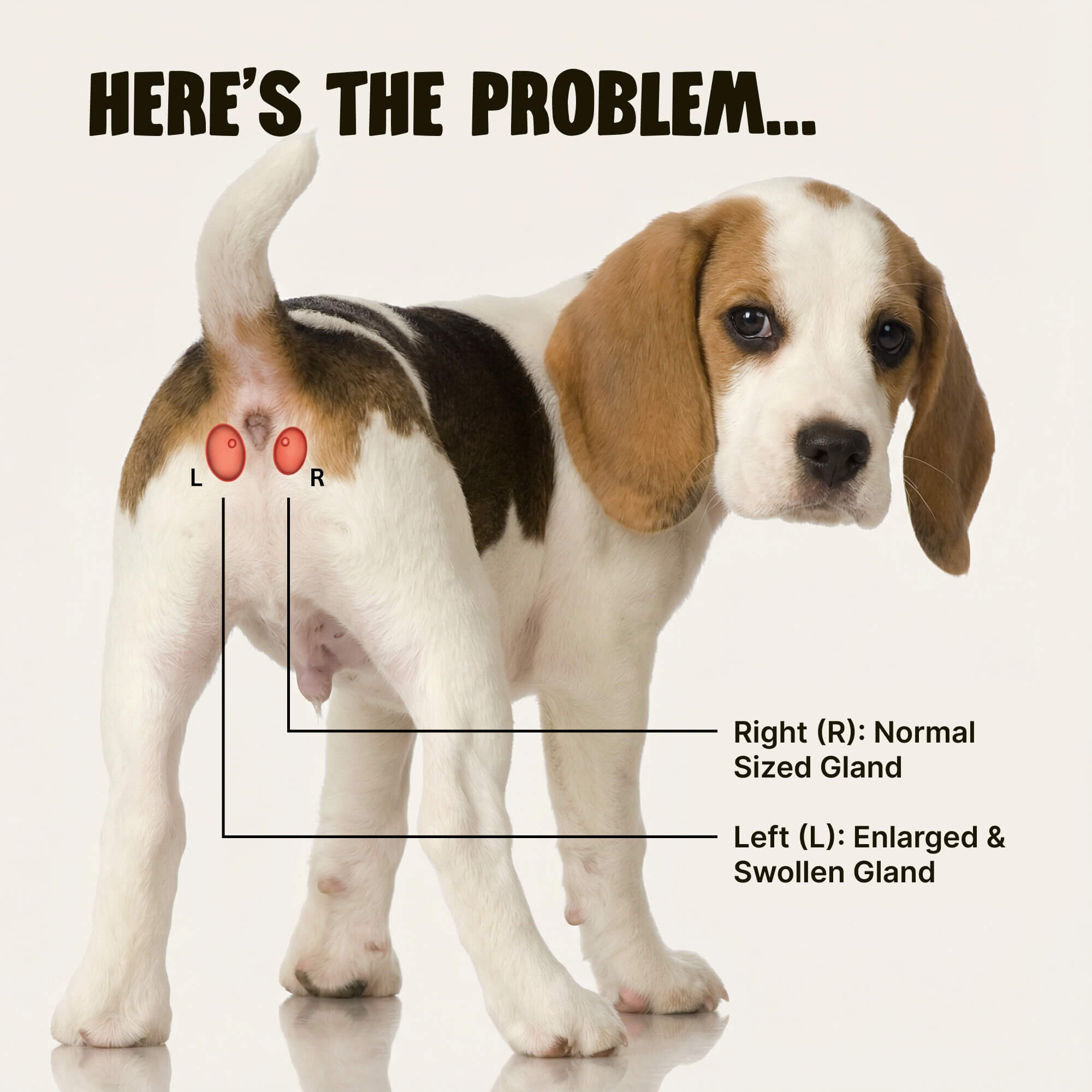 Scoot Stopp™ - Dog Anal Gland Support Chews