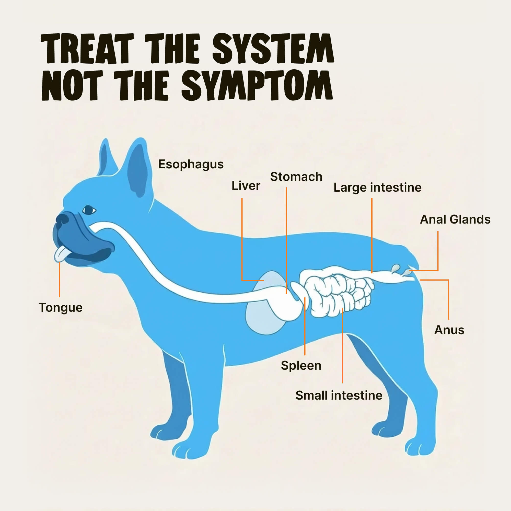 Scoot Stopp™ - Dog Anal Gland Support Chews